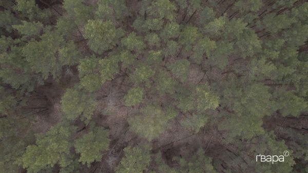 Як російсько-фашистська навала вплинула на національні парки Харківщини: від падіння «Шахедів» до повної окупації
