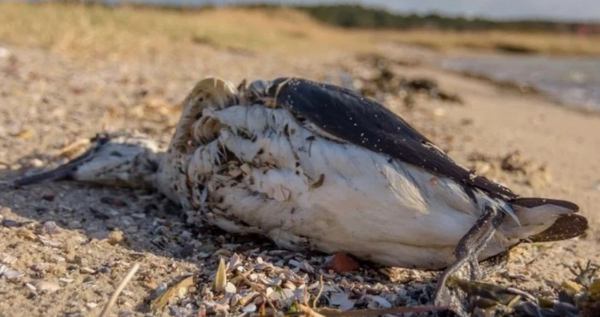 Мертвий птах на березі одного з лиманів Сиваша