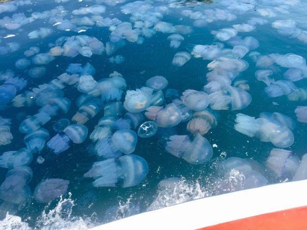 Медузи в Азовському морі