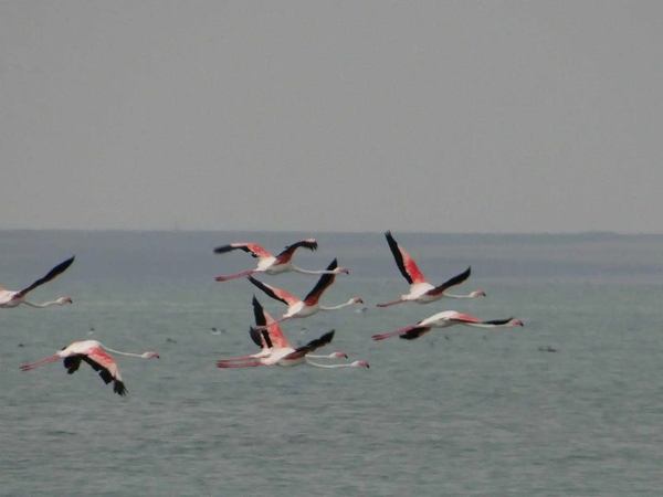 Фламінго на одному з лиманів Сивашу