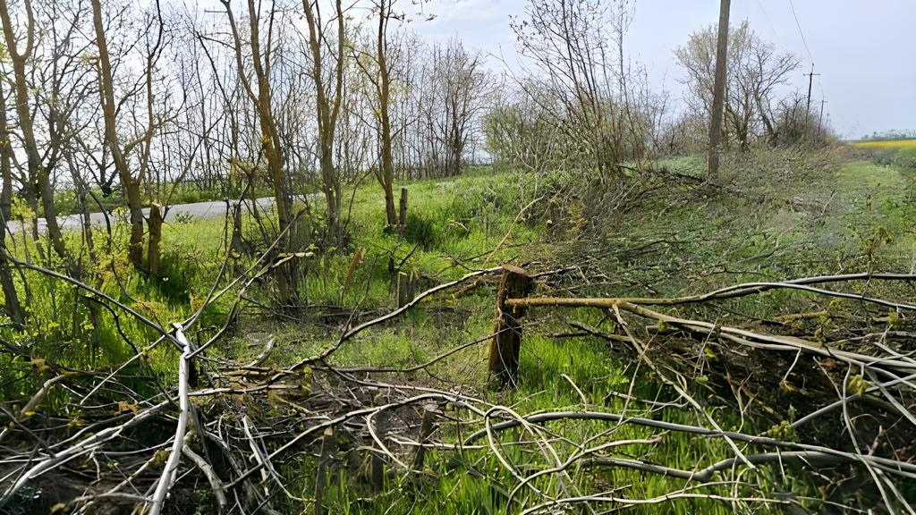 Незаконна вирубка лісосмуг на Одещині. Фото: volnorez.com.ua Незаконна вирубка лісосмуг на Одещині. Фото: volnorez.com.ua